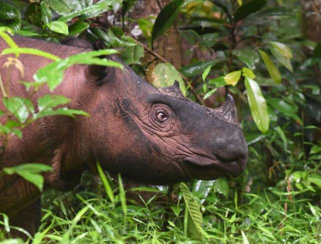 The fight to save Earth’s smallest rhino