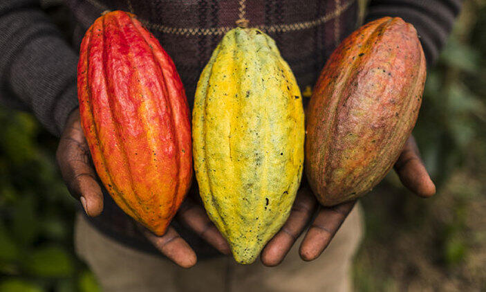 Congolese cocoa waits for peace to pursue sweet future