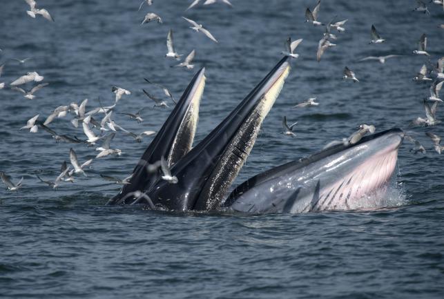 Whales in the wild: rare gem amid Thailand mass tourism