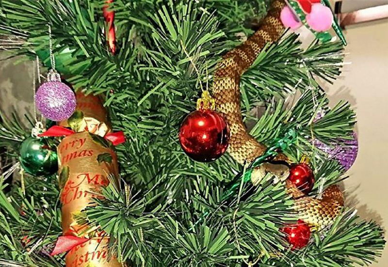 Snake disguises itself as tinsel on Australia Christmas tree