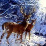 deer-creekside-whitetail-deer-xmas-new-year-paintings-christmas-creative-pre-beautiful-lovely-snow-winter-animals-white-trees-creeks-wildlife-love-seasons-pictures-736x552