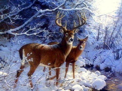 deer-creekside-whitetail-deer-xmas-new-year-paintings-christmas-creative-pre-beautiful-lovely-snow-winter-animals-white-trees-creeks-wildlife-love-seasons-pictures-736x552