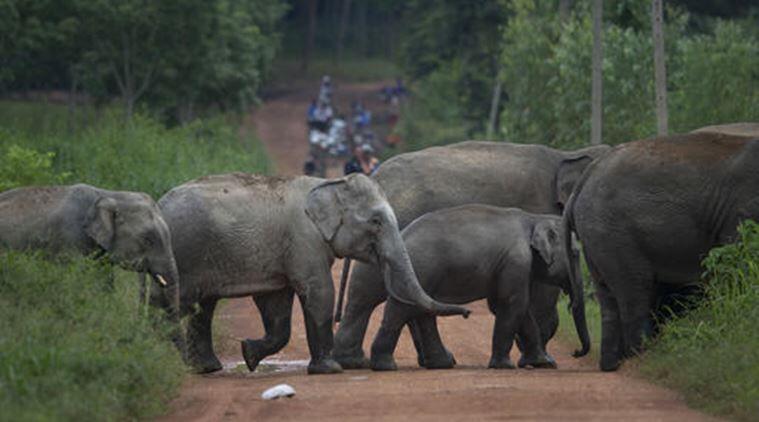 Animal rights group demands probe into deaths of jumbos