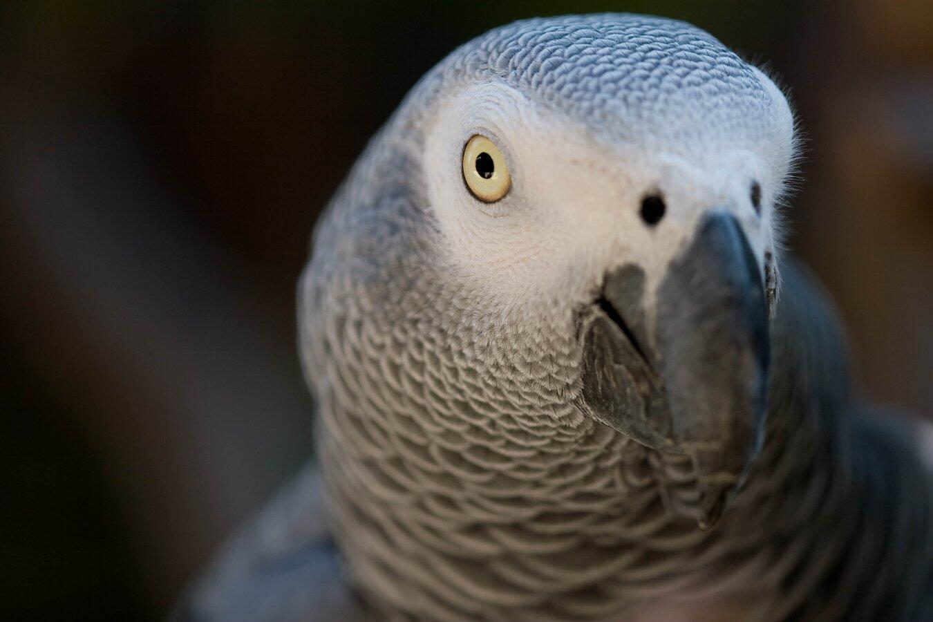 greyparrot-ken-schwarz-flickr