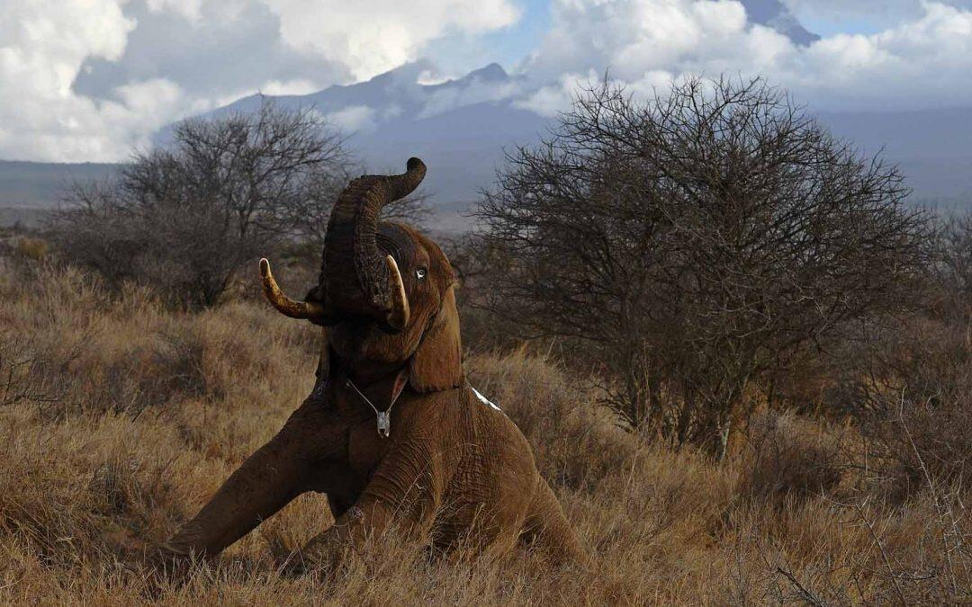 Kenya’s unforgettable elephants