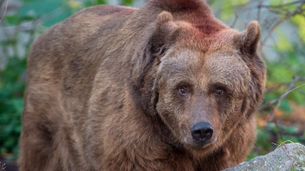 Off-roader gang filmed crushing bear to death