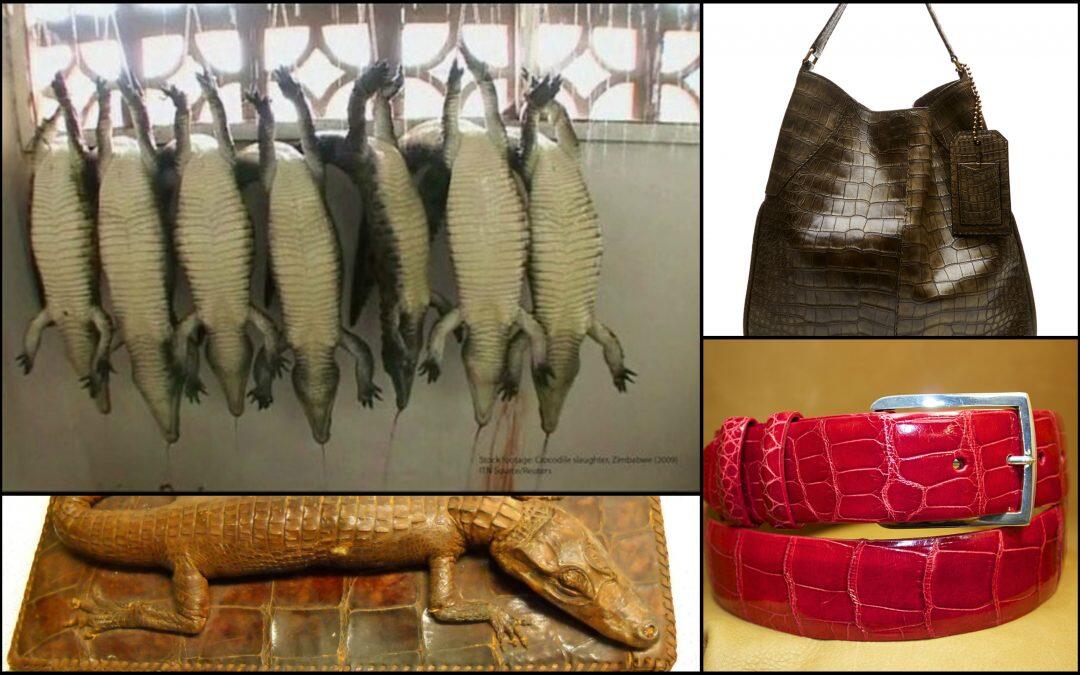 Boycott Real Leather… PETA Exposes Animals’ Suffering