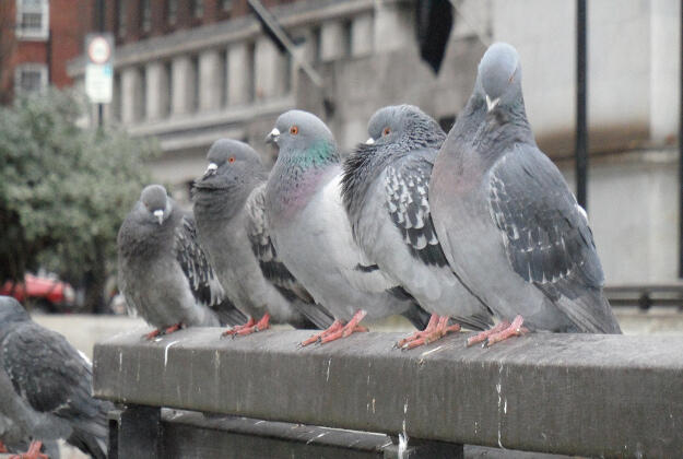 Pigeons in Spain Can Now Get Birth Control More Easily Than Most American Women