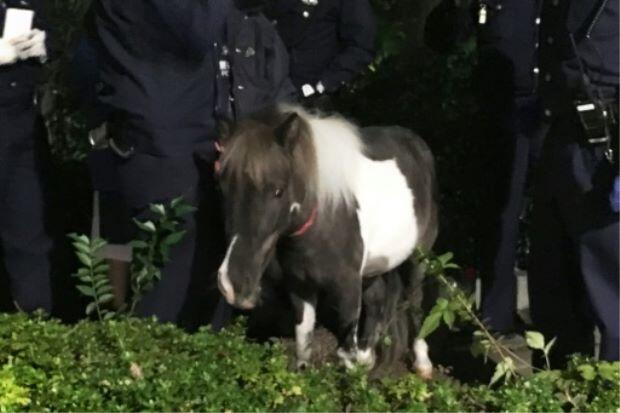 Great escape: Pet shop pony runs free in Tokyo