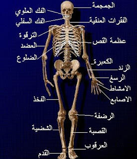 الجسم البشري يتكون من 206 قطعة عظم