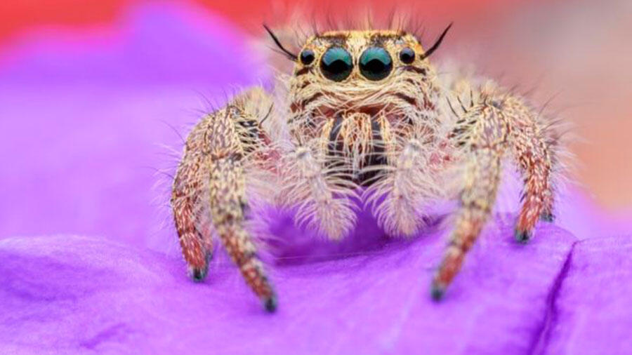 3 sorprendentes usos médicos de la seda de tela de araña