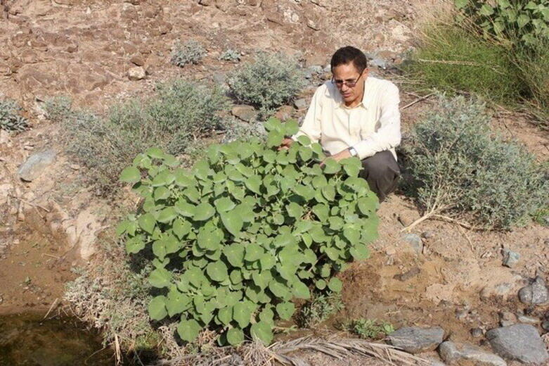 مختبر البيولوجيا الجزيئية في الشارقة… وحماية التراث النباتي الإماراتي