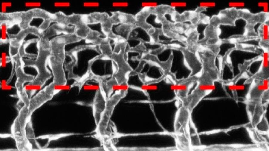 Descubren cómo las neuronas modulan el crecimiento de los vasos sanguíneos