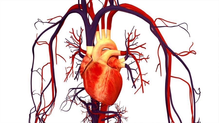 Nuevas pistas sobre la actividad eléctrica del corazón