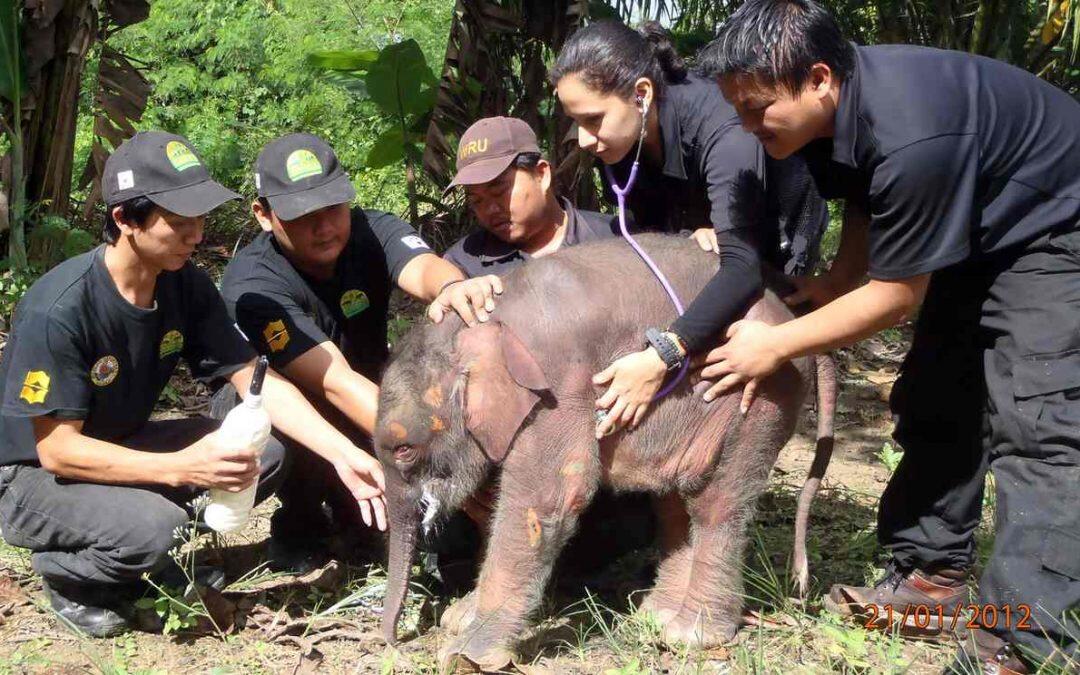 World’s smallest elephants killed for ivory in Borneo