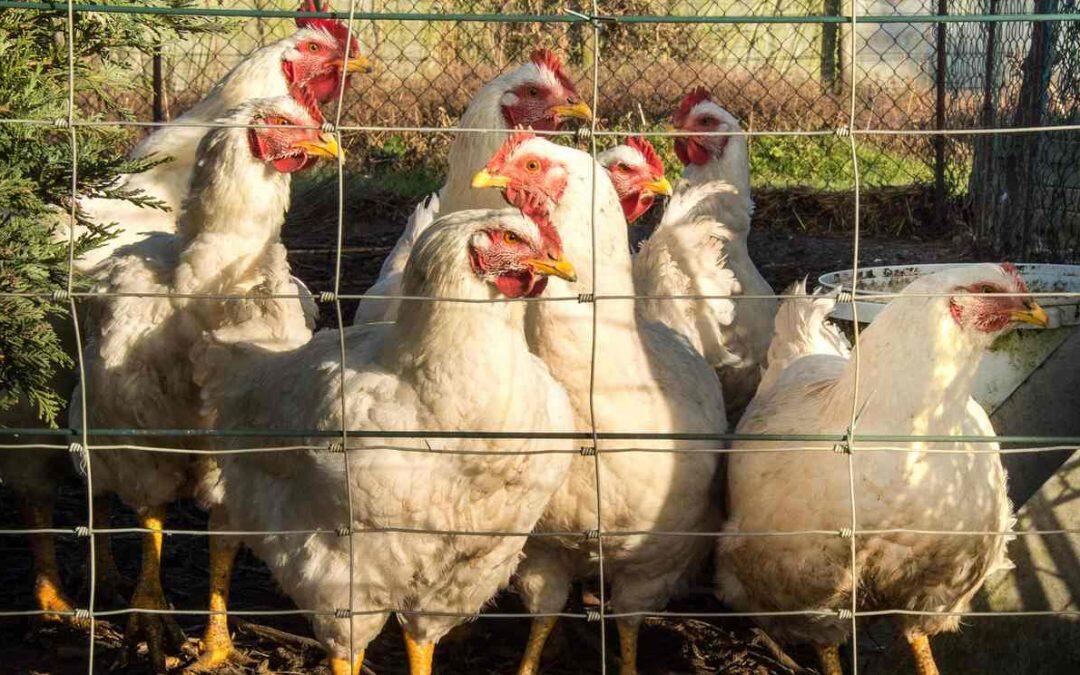 Avian flu found in backyard flock in Welsh village