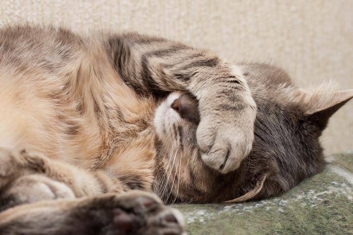 Los gatos Después de comer, se lavan inmediatamente de manera instintiva para ocultar el olor a comida y para que los predadores no los huelan.