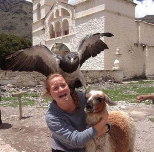 Animal_Photobombs_45