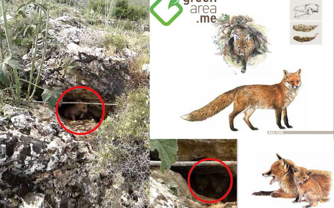 Homat Al Hima Finds Den of Red Fox Pups in Anjar