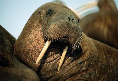 walrus-1