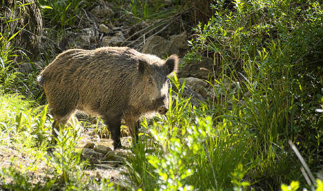 Madrid Turns to Archers to Solve Its Wild Boar Problem