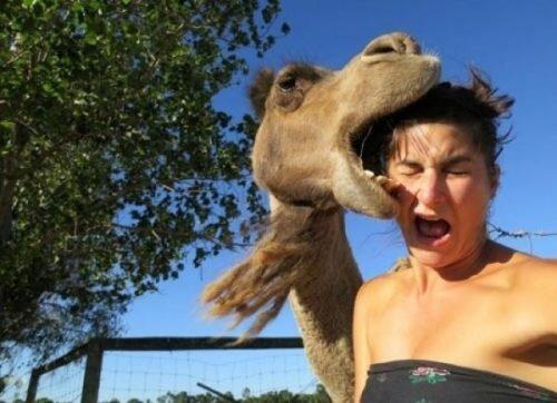 animal-photobombs-15