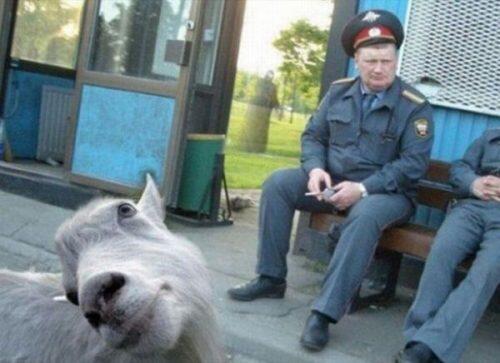 animal-photobombs-24