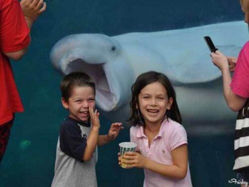 animal-photobombs-32