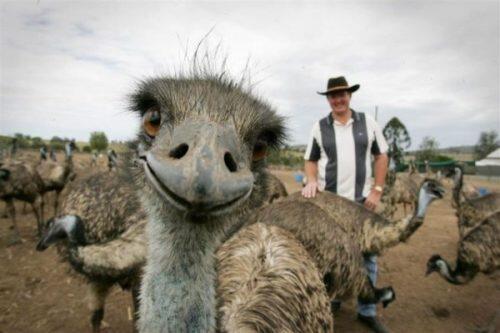 animal-photobombs-34