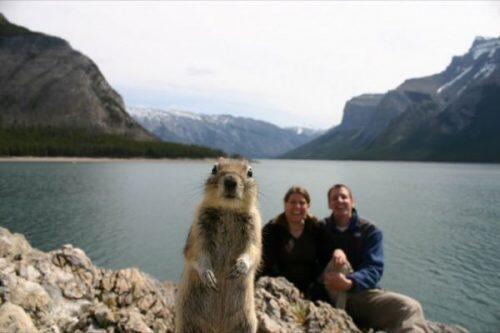 animal-photobombs-bonus-1