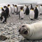 animales-photobomb-divertido-13