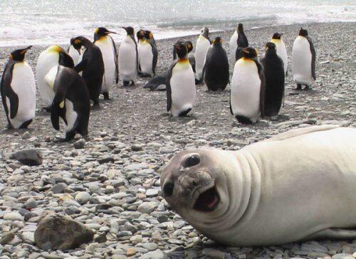 animales-photobomb-divertido-13