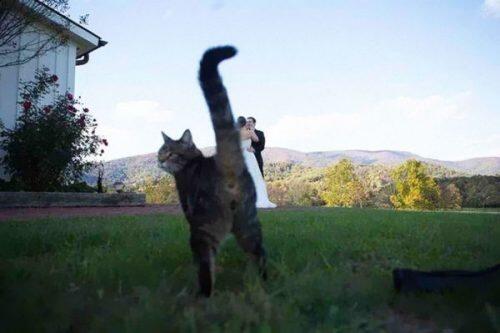 animales-photobomb-divertido-17