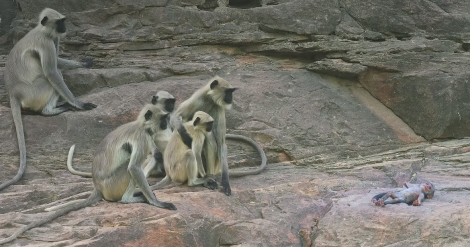 La triste reacción de estos monos ante la “muerte” de un pequeño compañero de plástico