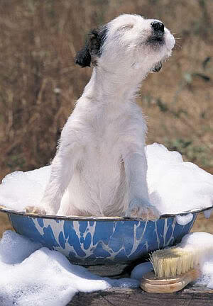 Cuando bañas a tu perro de una forma constante, provocas que los aceites naturales del pelaje sean eliminados.