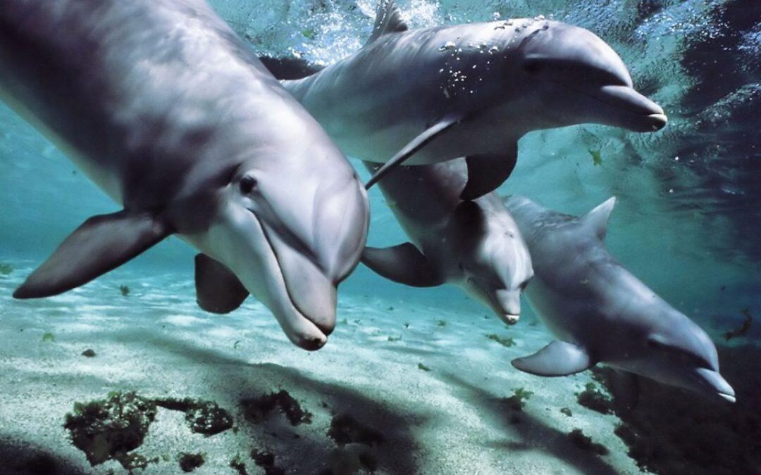 30 Dolphins stranding and incredibly saved! Extremely rare event!