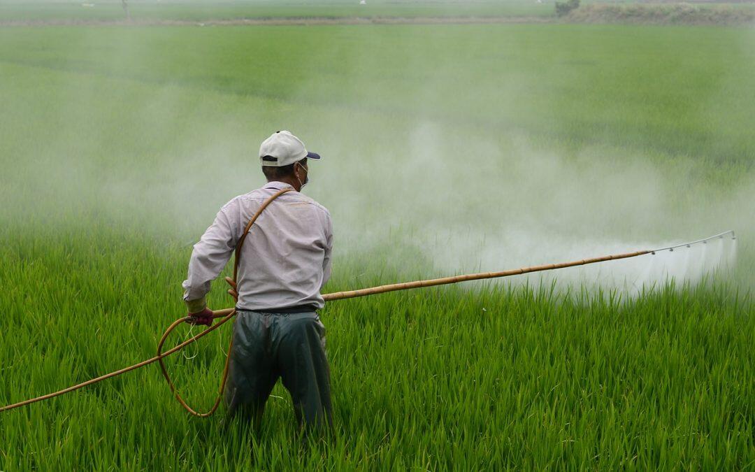 Un gen del arroz recientemente identificado confiere resistencia a múltiples herbicidas