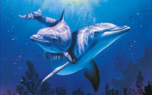 img_10_curiosidades_sobre_los_delfines_21744_paso_1_600