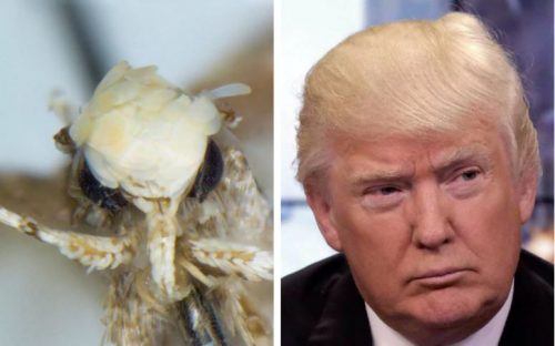 moth and Donald Trump