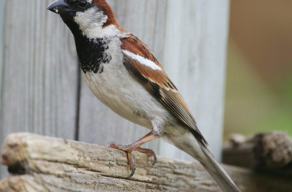 Un hombre usó su ingenio (y su aliento) para salvar a este pájaro que se congelaba