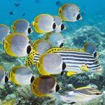 Eyepatch Butterflyfish (Chaetodon adiergastos) over coral reef. Bali, Indonesia