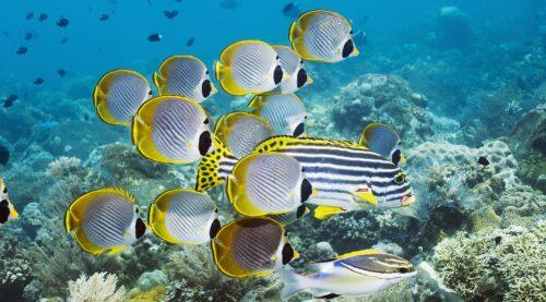 Eyepatch Butterflyfish (Chaetodon adiergastos) over coral reef. Bali, Indonesia