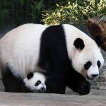 Mother giant panda Juxiao is seen with one of her triplets at Chimelong Safari Park in Guangzhou, Guangdong province, December 9, 2014. According to local media, this is the fourth set of giant panda triplets born with the help of artificial insemination procedures in China, and the birth is seen as a miracle due to the low reproduction rate of giant pandas. REUTERS/Stringer (CHINA - Tags: ANIMALS SOCIETY) CHINA OUT. NO COMMERCIAL OR EDITORIAL SALES IN CHINA - RTR4H8FR