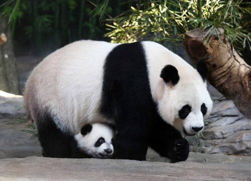 Mother giant panda Juxiao is seen with one of her triplets at Chimelong Safari Park in Guangzhou, Guangdong province, December 9, 2014. According to local media, this is the fourth set of giant panda triplets born with the help of artificial insemination procedures in China, and the birth is seen as a miracle due to the low reproduction rate of giant pandas. REUTERS/Stringer (CHINA - Tags: ANIMALS SOCIETY) CHINA OUT. NO COMMERCIAL OR EDITORIAL SALES IN CHINA - RTR4H8FR