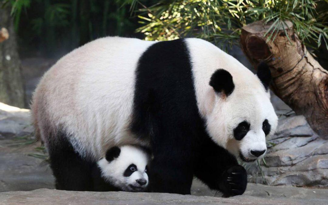 Cuando las madres pandas dan a luz, se quedan con sus crías de tres a cuatro meses en cuevas o en huecos de los árboles.