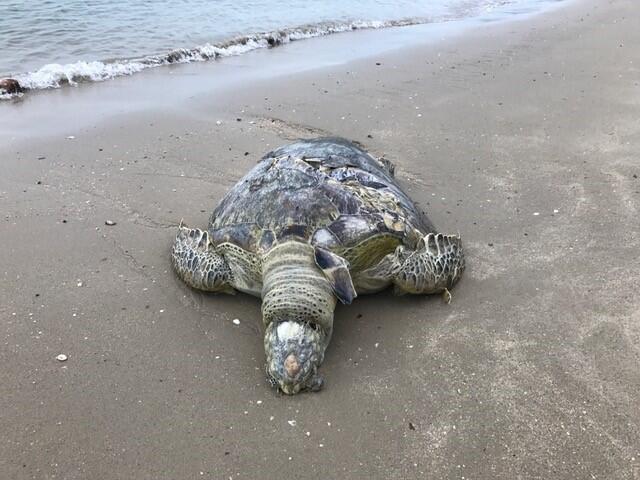 Mangled sea turtle found along Changi Beach