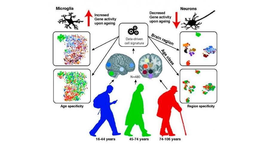 Las células gliales, y no las neuronas, son las más afectadas por el envejecimiento del cerebro