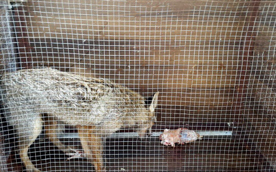 Following The Torture And Killing Of A Fox In Suhmur…Efforts To Save An Injured One In Siddikin