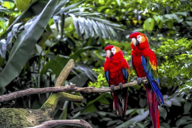 Los loros habitan en grandes bandadas Pero una vez que la hembra y el macho forjan un vínculo y procrean, permanecen juntos de por vida.