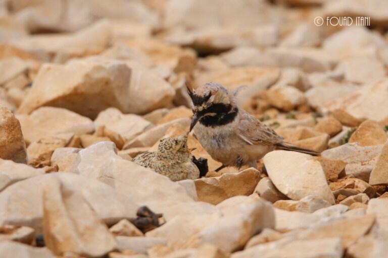 An-adult-Horned-lark-feeding-its-chick.-July-2016-Al-Arz-Lebanon